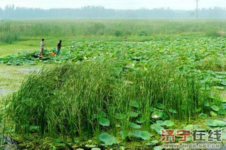 鱼台天气预报10天查询，末来十天天气