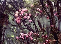 吉安十里杜鹃长廊天气 吉安十里杜鹃长廊天气