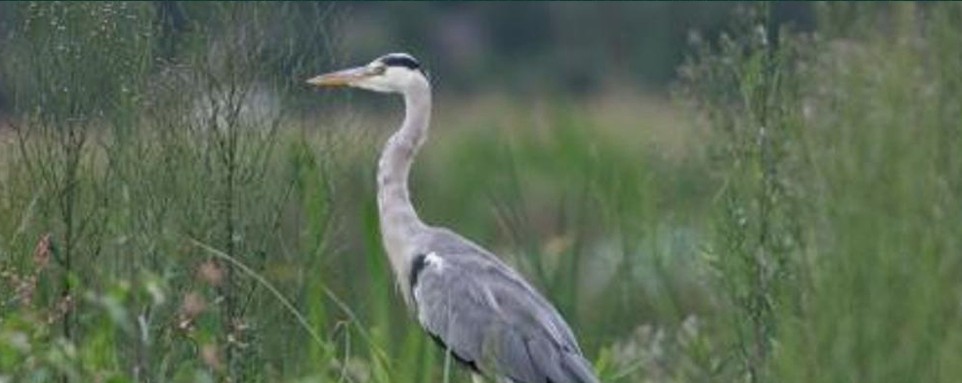 广州南沙湿地公园天气 广州南沙湿地公园天气