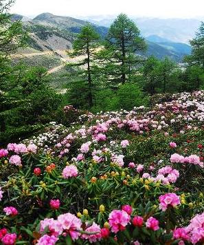 迪庆白马雪山高山杜鹃林天气 迪庆白马雪山高山杜鹃林天气