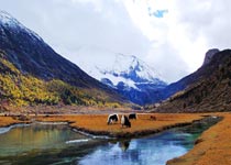 甘孜洛绒牛场天气 甘孜洛绒牛场天气